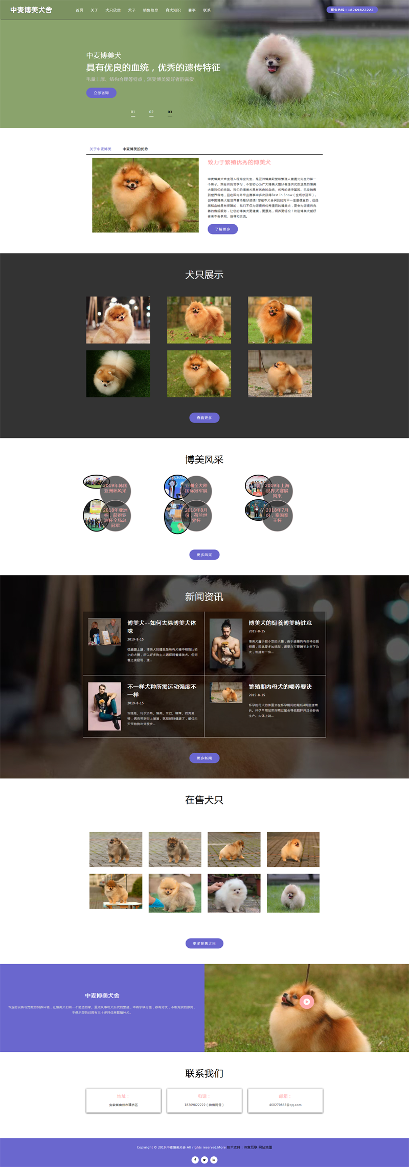 博美_博美犬_安徽博美_中麦博美犬舍.png